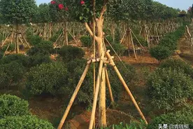 紫薇环式育干栽培方法图片