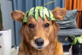 金毛翠花：全网心眼最多的小狗，与主人斗智斗勇圈粉百万图片