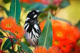 100款极其罕见的小鸟图片，太漂亮了图片