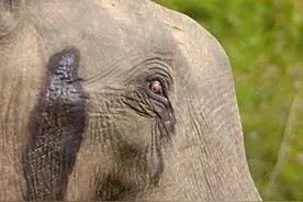 大象很危险吗？图片