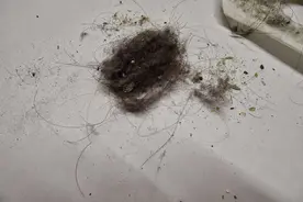 为什么家里总有“毛絮、灰尘”？教你3个妙招，灰尘污垢自己消失图片