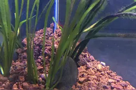 给新手推荐几种水草，好养不挑底砂图片