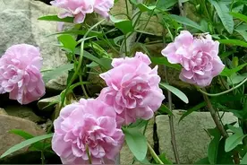 4种花真漂亮，却被列为“入侵植物”，花友们要当心图片