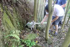 上海一小区发现白狐，为何狐狸的弃养率居高不下？弃养等同于杀生图片