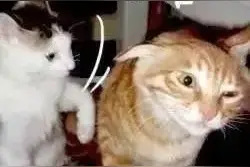 一些沙雕猫咪表情包图片