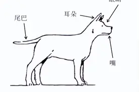 如何与狗交流？——解析狗的肢体语言图片