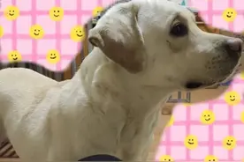 武汉宠物领养！拉布拉多公犬两岁送狗粮疫苗本，宠友社发布图片