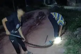 悲剧！广西两父子抓眼镜王蛇，一人被咬身亡！以为是无毒水南蛇？图片