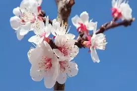 微游河北（39）|在邢台，赏花季的景区有多美图片