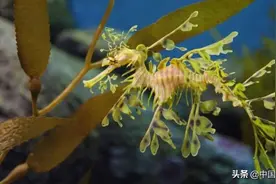 「科普」海龙的基因造就了它们独特的外表｜绿会国际讯图片