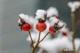 大雪节气瑞雪诗六首：飞雪正应大雪节，腊前三白遍民田图片