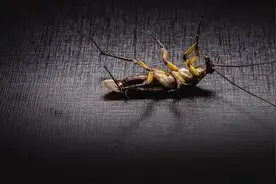 听说，鞋底踩蟑螂会“越踩越多”？如果踩死了一定这样处理图片