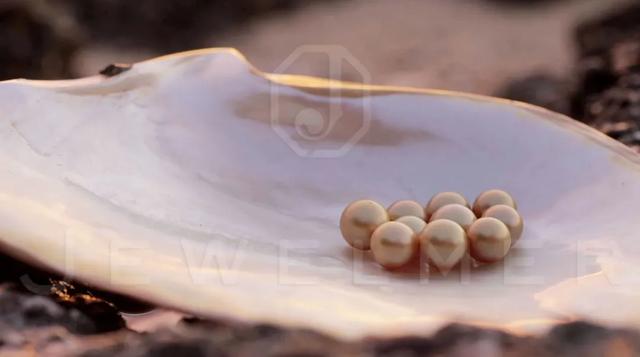 「干货」南洋金珠专题直播精彩集锦,专家教你怎么看南洋珍珠