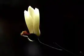 你是我一生不能说的痛图片