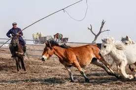 打马印：马背上的千年传承图片