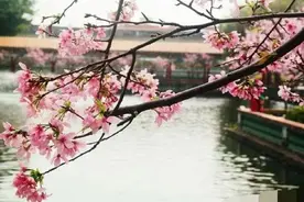 七律·春色迷人醉图片