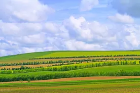 儿童变应性鼻炎诊断和治疗指南（2022年，修订版）图片