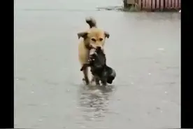 暴雨中狗妈妈叼着小狗到安全地带，紧接着就喂奶，伟大的母爱啊图片