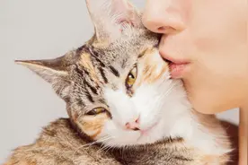 猫咪喜欢人类亲它吗？图片