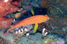 有剧毒！这些鱼吃起来千万要注意！一不留神就可能没命！图片