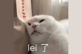 猫咪小时候能有多可爱？这样的生物也太有魅力了吧，哈哈图片