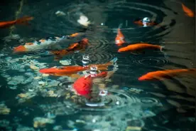 水清反多鱼图片