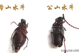 夏至立秋时出现的神秘昆虫！山水牛是多数人的童年回忆图片