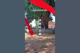 近日，第二次（2015～2021）古树名木资源普查结果公布：全国范围内超过5000年树龄的共有5颗，全部位于陕西境内，其中洛南（xue ）页山古侧柏位列其中，传说为仓颉亲手所植#全国5株古树年龄超过5000年 #洛南大古柏 #古树 #西安后花园中国康养城 #22度商洛中国康养之都视频封面