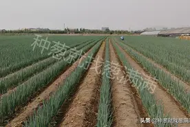 大葱定植移栽并不难，只需做好这几点图片