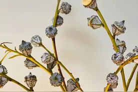 这个不起眼的小众花材，原来还有这么多的用途图片