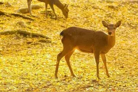 朋友圈4月1号可以这样发图片