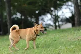 “土狗”才是血统最高贵的狗？为何养过土狗后，就不会养其他狗了图片