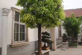 老一辈的人说：“在家门口种上一棵好树，子孙后代都会发财的！”图片