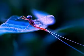 摇摇晃晃两亿年，成年只活一天，朝生暮死说的就是它图片