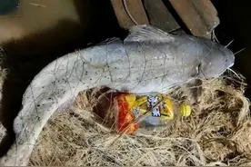 以案释法 | 野生西江魽上饭桌？检察官告诉你万万不可！图片