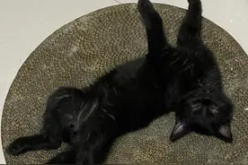 小猫早晨起来一直叫是因为什么图片