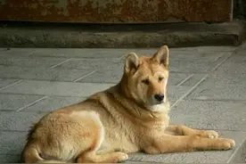 农村土狗不咬没见过面的自家人，土狗如何分辨“自家人”呢？图片