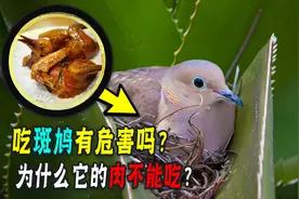 鸠占鹊巢指的真是斑鸠吗？常见的斑鸠为什么不能吃？它有啥危害？图片