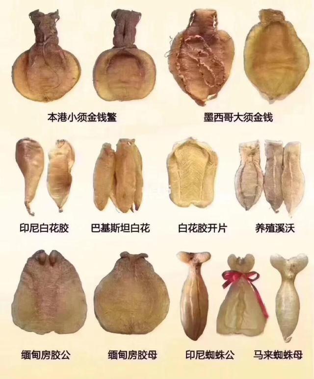 海味花胶是什么 2026年海味花胶是什么做的
