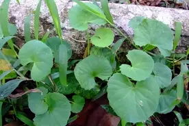 大新农村的田地里有不少这种野菜，你吃过吗？图片