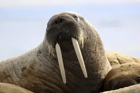 只因担心它伤人，600公斤海象遭挪威渔业局安乐死，它真的危险吗图片