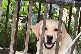 女子发现不明“屠宰场”，花12600元买下14只狗狗：都是些宠物狗图片