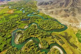 快看！罕见的六只河狸同框出没图片