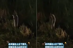 双蛇翩翩起舞！深圳市民在黑夜看到古怪的一幕，它们在做什么？图片