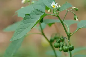 龙葵叶子像辣椒叶，果实人称黑天天，是春天必吃的野菜，不要错过图片