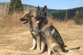 世界十大名犬之一的中国昆明犬，它的优点你都知道吗？图片