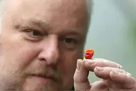 被称为辣椒“王者”的龙息辣椒究竟是何物？来见识一下它的恐怖吧图片