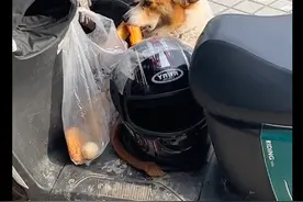 主人在买早餐的时候，狗狗偷偷叼了油条麻球吃，这眼神也是没谁了图片