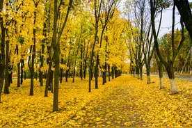 10首最精彩的“落叶”诗，都是很有诗意的佳作，哪首排第一？图片