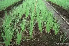 洋葱如何育苗，才能避免早抽苔现象图片